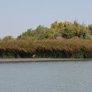 A crane relaxing on the Delta in the Walnut Grove region of the Sacramento River