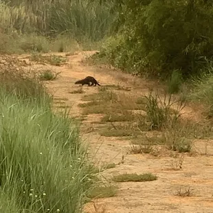 River otter!