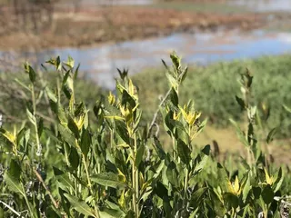 San Joaquin Wildlife Refuge Nature Trail