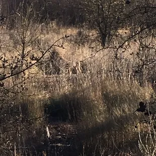 Coyote looking for food in bushes