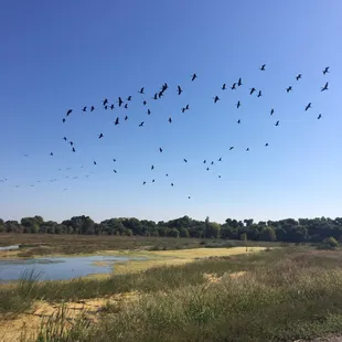 This flock took off when we rounded the corner of the trail