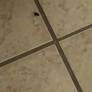 Roaches