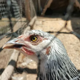 a close up of a bird in a cage