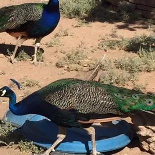 two peacocks standing on a plate