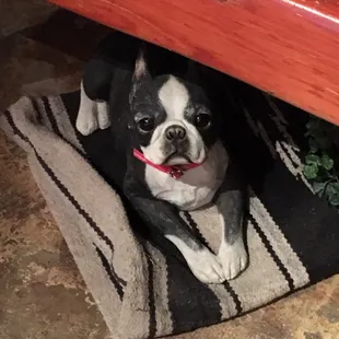 This pup caught my attention, this place is full of character and charm!