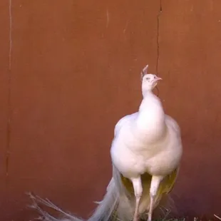 Peacock at San Marcos Feed