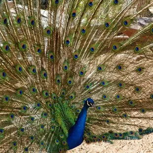 Don't forget say hello to the peacocks.