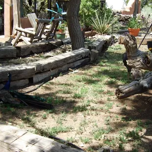 Peacocks and Turkeys