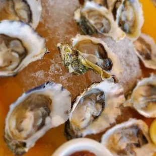 Oysters