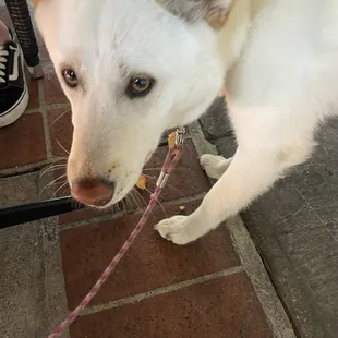 My dog enjoying her biscuit.