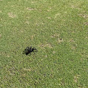 Regal Jumper Spider (?)