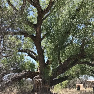 There are several huge cottonwood trees around the house.
