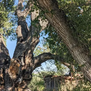 150 Year Old Cottonwood Tree