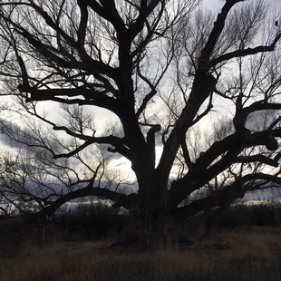 150 Year Old Cottonwood Tree