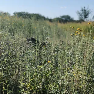 Field along trail between San Pedro House and San Pedro Riverbed