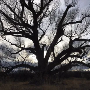 150 Year Old Cottonwood Tree