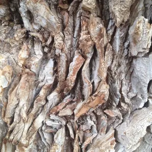 Bark on trunk of old cottonwood