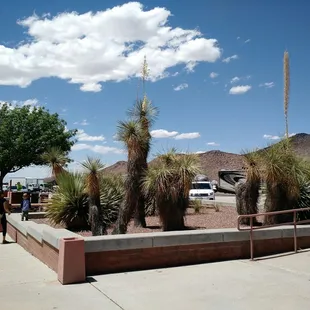 Succulent plants reflecting the local landscape.