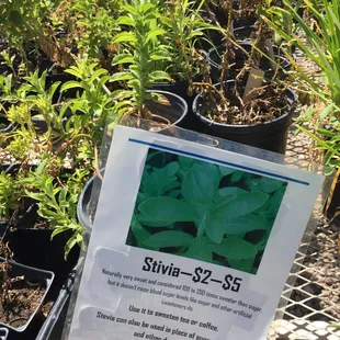Stevia! I wish I could take this on the plane with me!