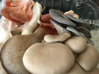 Desert Pearl Mushrooms