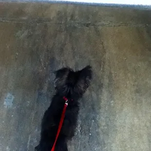 George spying on the warehouse workers through the part opened garage door