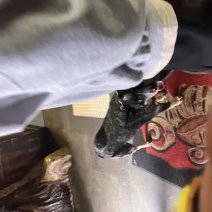 a black and white dog