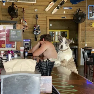 Just a dog at a bar.
