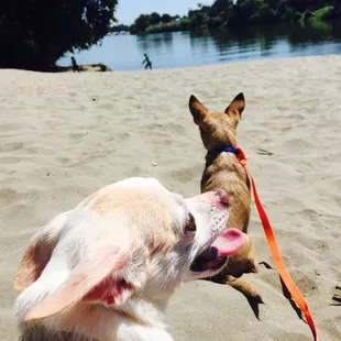 Hotdogs on the beach