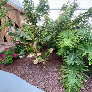 Plants and Sauna in the Greenhouse