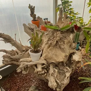 Cacti in the Greenhouse