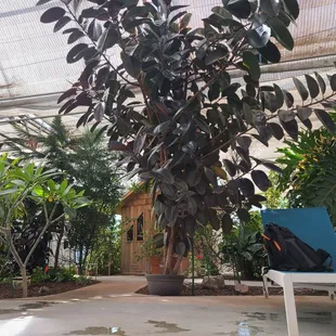 Beautifully kept greenery gives a tropical vibe