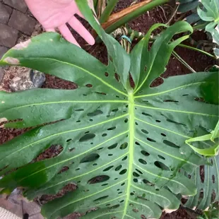 Plants in the Greenhouse