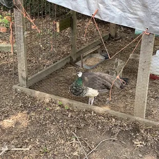 two peacocks in a cage