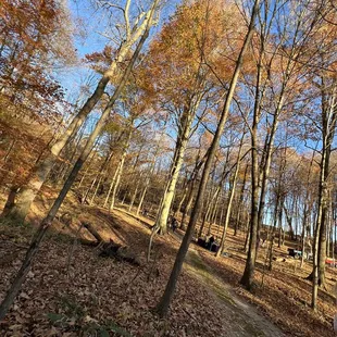 a path through the woods
