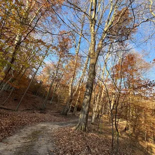 a path through the woods