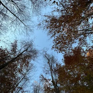 Looking up at the sky