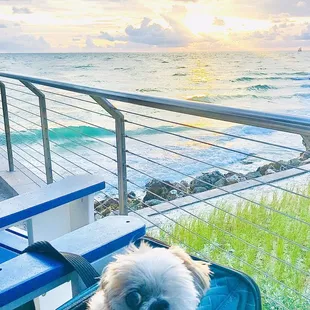 Mocha Coconut pausing for a pic &amp; enjoying the view