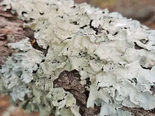 False Cape State Park