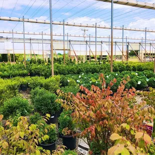 Nursery