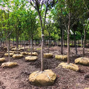 Trees