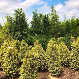 A variety of bushes