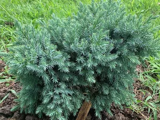 Raska Nursery