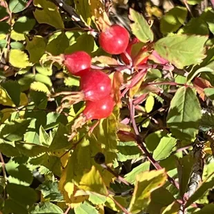 Rose hips