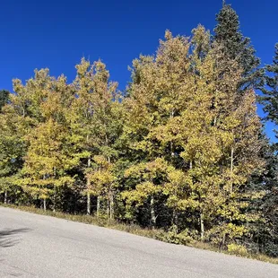 Golden fall color of aspen