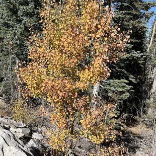 Golden fall color of aspen