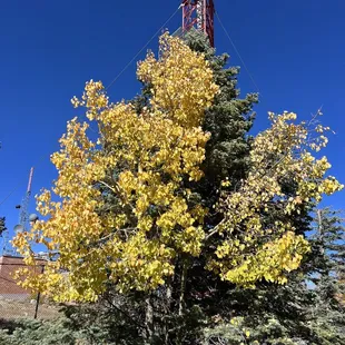 Golden fall color of aspen