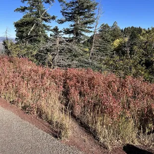 Fall colors of shrubs