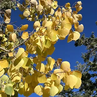 Golden fall color of aspen