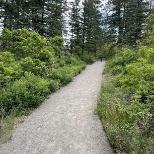 June 5, 2023 - Sandia Peak, (Cedar Crest, NM) Balsam Glade Picnic Area, hiking trail