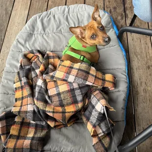 Pup on the patio, under the heaters